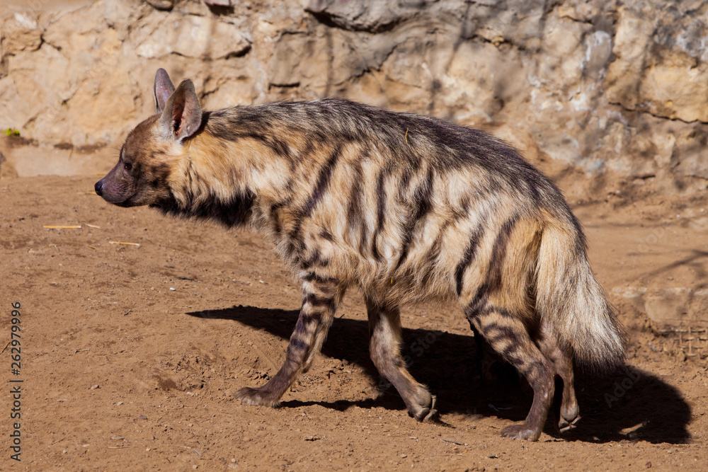 Goes sideways.The striped hyena walks along the sand against the background of the stonework, the woolly predatory beast is close-up, Goes sideways.The striped hyena walks along the sand against the background of the stonework, the woolly predatory beast is close-up,