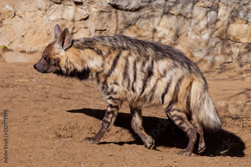 Goes sideways.The striped hyena walks along the sand against the background of the stonework, the woolly predatory beast is close-up,