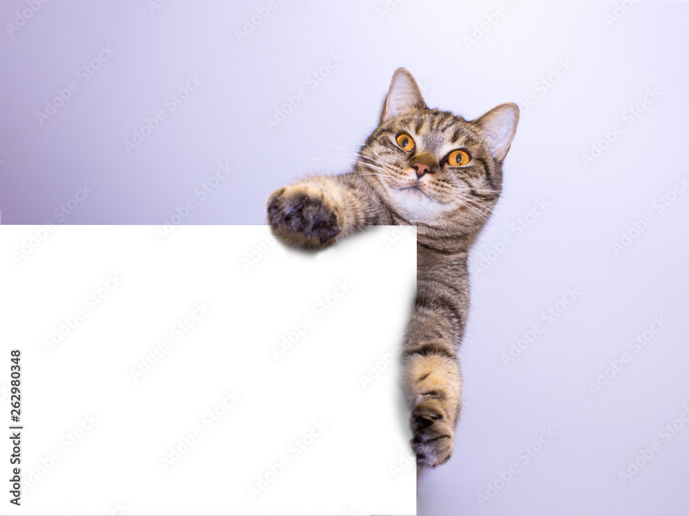Funny gray tabby cat showing placard with space for text. Lovely cat with yellow eyes holding signboard. Top of head of cat with paws up peeking over blank white banner.