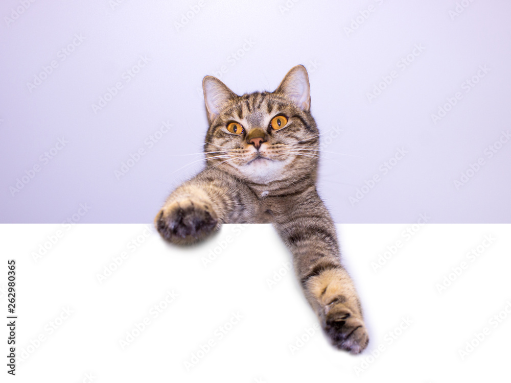 Funny gray tabby cat showing placard with space for text. Lovely cat with yellow eyes holding signboard. Top of head of cat with paws up peeking over blank white banner. Funny gray tabby cat showing placard with space for text. Lovely cat with yellow eyes holding signboard. Top of head of cat with paws up peeking over blank white banner.