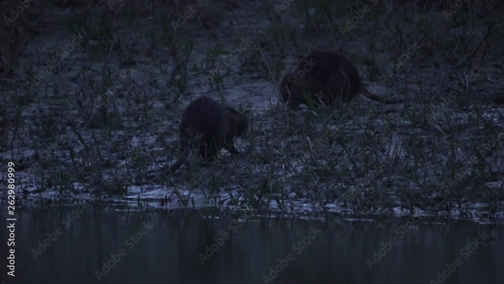 Coypu, River Rat, Nutria on the Danube in the evening Coypu, River Rat, Nutria on the Danube in the evening