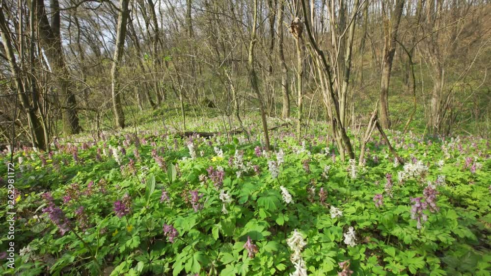 View Of A Fresh Spring Forest View Of A Fresh Spring Forest