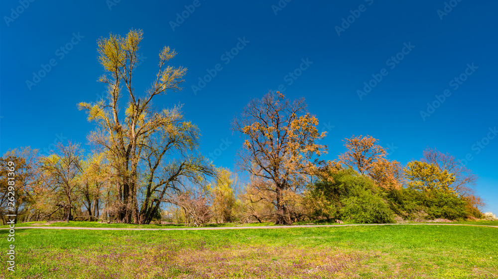 Magical panoramic view of deciduous forest in early Spring with blue sky, near Magdeburg, Germany