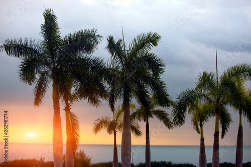 Palm trees silhouette and a sunset over the sea