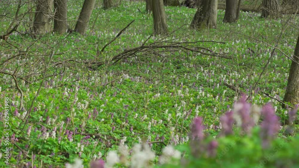 View Of A Fresh Spring Forest View Of A Fresh Spring Forest