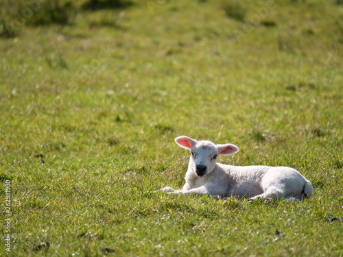 Sheep farming in spring in Cumbria, England, UK