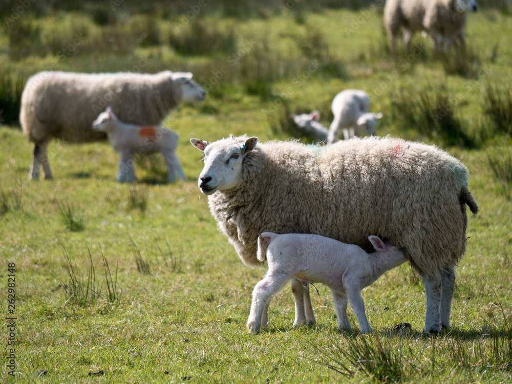 Sheep farming in spring in Cumbria, England, UK Sheep farming in spring in Cumbria, England, UK