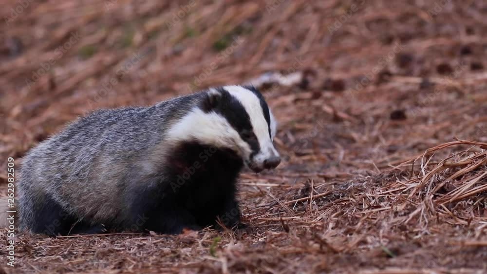 Badger, meles meles, close up foraging/searching for food with claw/paw and head detail during April in Scotland. Badger, meles meles, close up foraging/searching for food with claw/paw and head detail during April in Scotland.