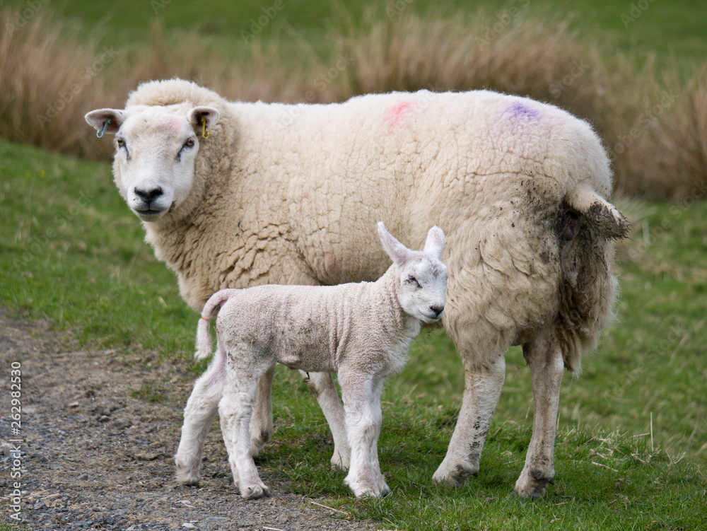 Sheep farming in spring in Cumbria, England, UK Sheep farming in spring in Cumbria, England, UK