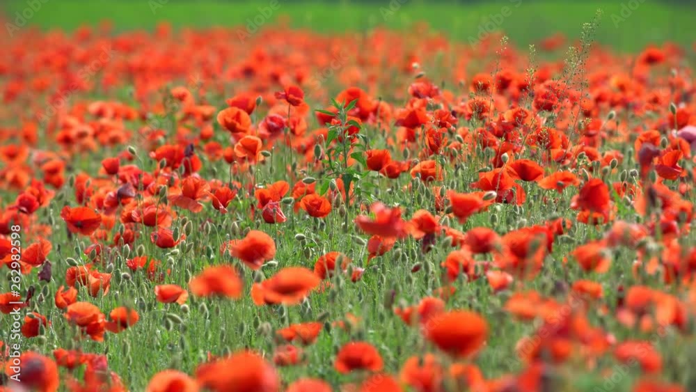 Beautifull poppy meadow Beautifull poppy meadow