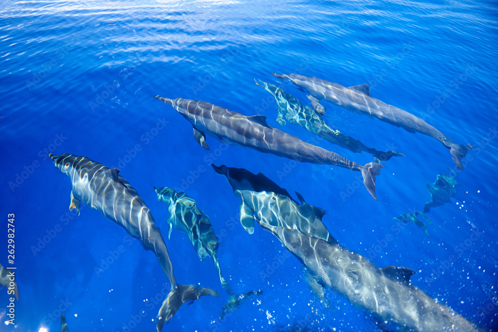 Fototapeta premium Parallel dolphins