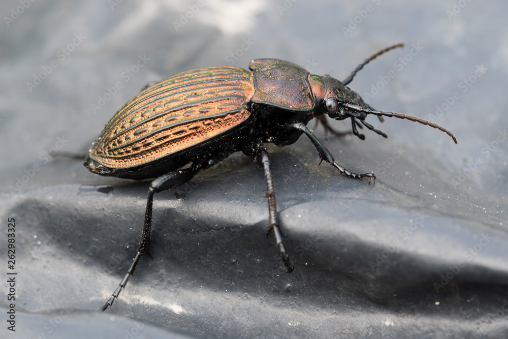 Carabus - beetle on black foil. Carabus - beetle on black foil.
