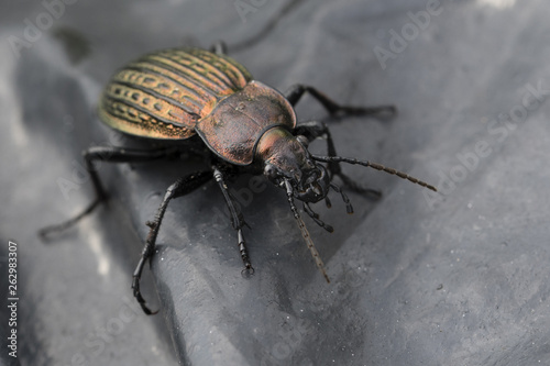 Carabus - beetle on black foil.