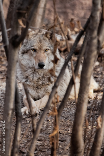 A she-wolf lies among the trees  thickets .Powerful predator gray wolf in the woods in early spring.
