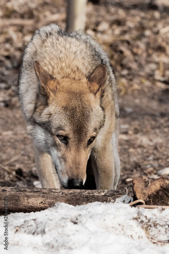 The wolf sniffs traces with his head down  the wolf tracks down. gray wolf in the woods in early spring.