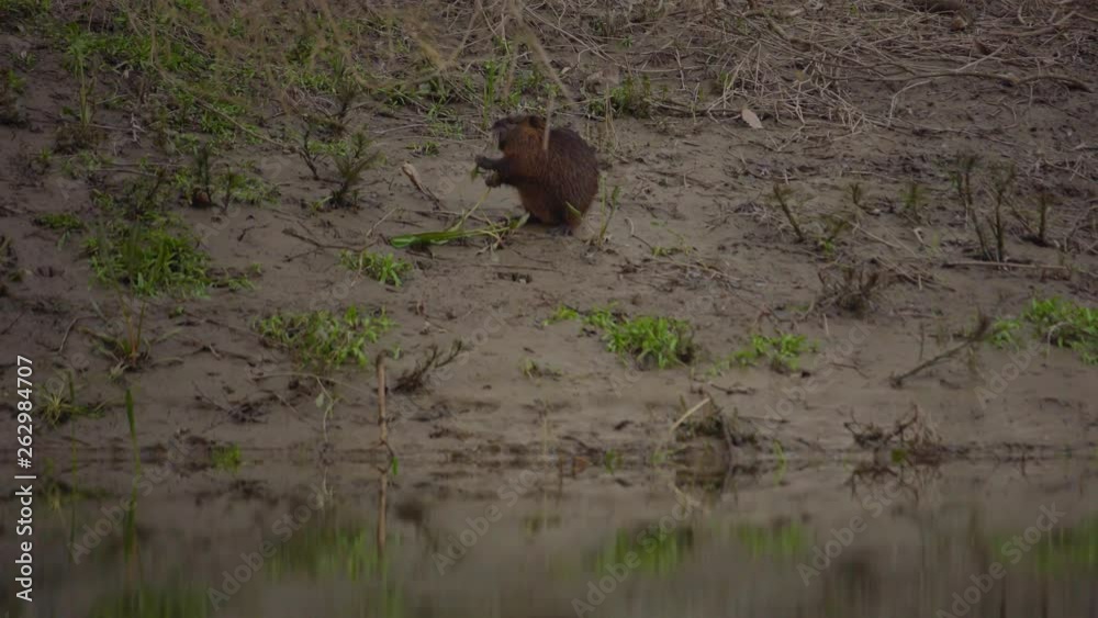 Coypu, River Rat, Nutria on the Danube in the afternoon Coypu, River Rat, Nutria on the Danube in the afternoon