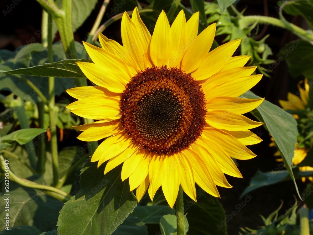 Obraz premium Girasole