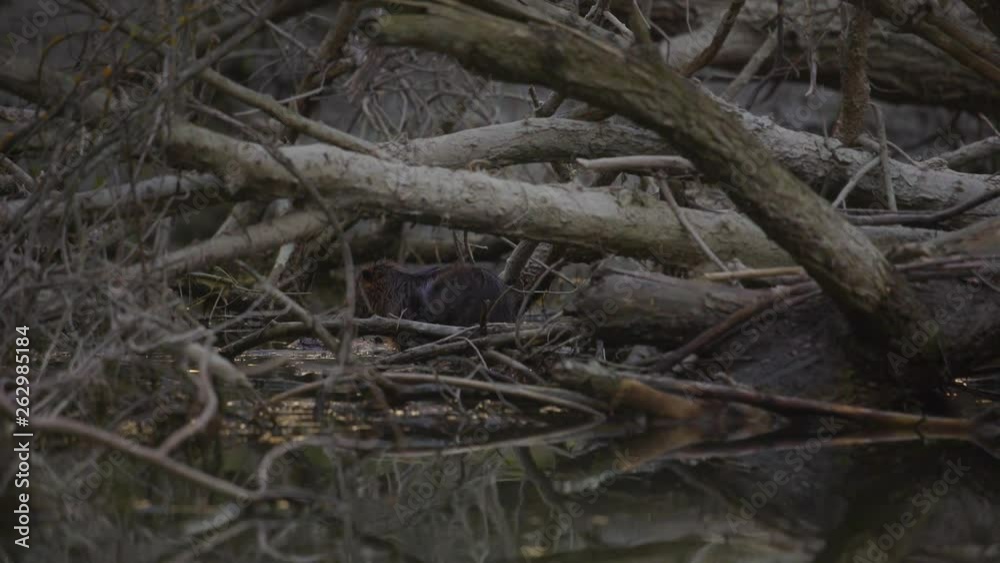 Coypu, River Rat, Nutria on the Danube in the afternoon Coypu, River Rat, Nutria on the Danube in the afternoon