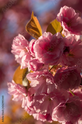 Pink cherry tree blossoms, colorful flower background