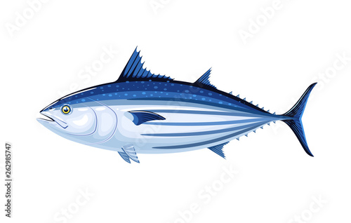 Commercial fish species. Skipjack tuna. Vector illustration cartoon flat icon isolated on white.