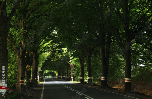 Road near Chojna. Poland