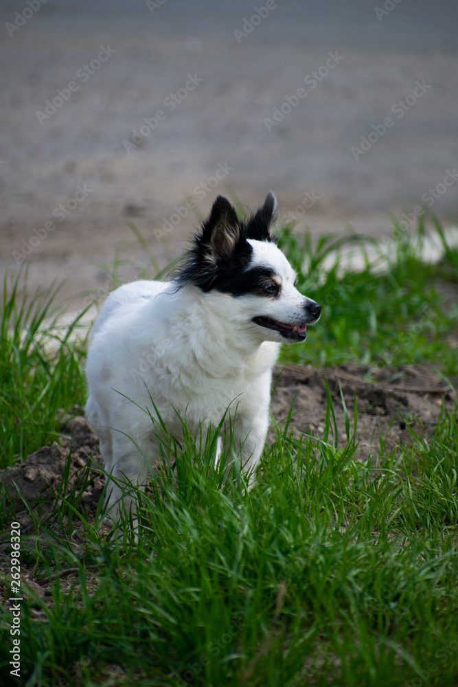 Black and white dog on a walk in the autumn forest. Autumn mood. Black and white dog on a walk in the autumn forest. Autumn mood.