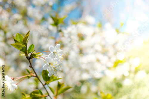 white cherry tree blossom closeup with spring background