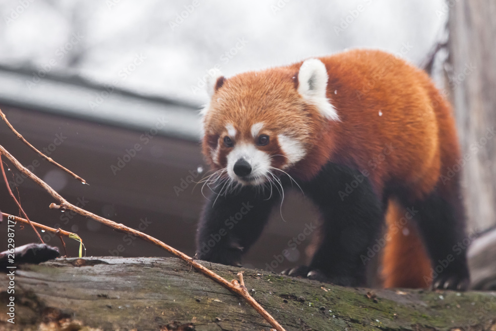 Cute red panda (small panda) on the branches of a tree. Cute red panda (small panda) on the branches of a tree.