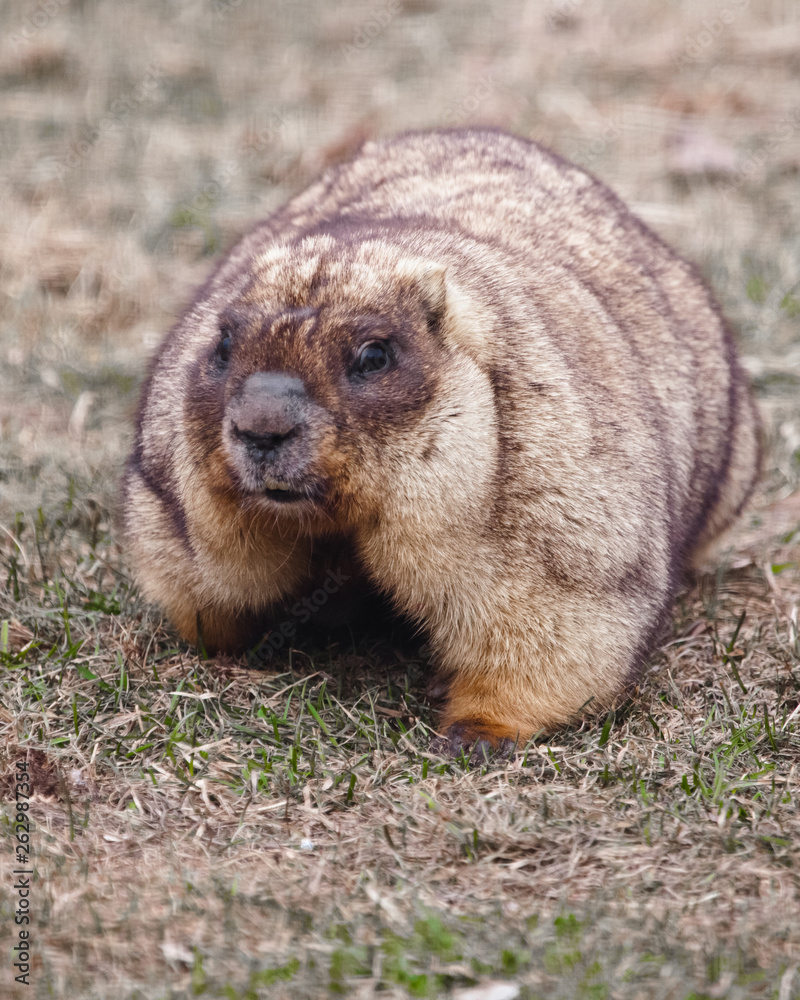 Naklejka premium Close-up fat fat woodchuck with beautiful fur sitting on the green grass.