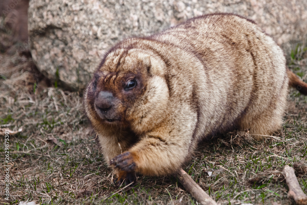 Cute fat animal strides paws looks. Close-up fat fat woodchuck with  beautiful fur sitting on the green grass. Stock Photo | Adobe Stock