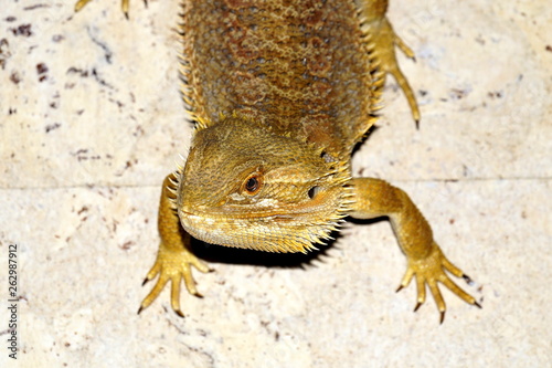 Hatchling Bearded Agama (Pogona barbata) basking lamp