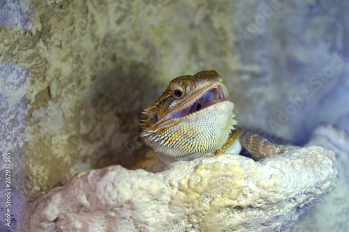 Hatchling Bearded Agama (Pogona barbata) basking lamp