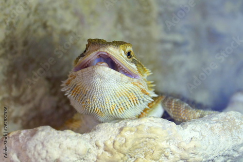 Hatchling Bearded Agama (Pogona barbata) basking lamp