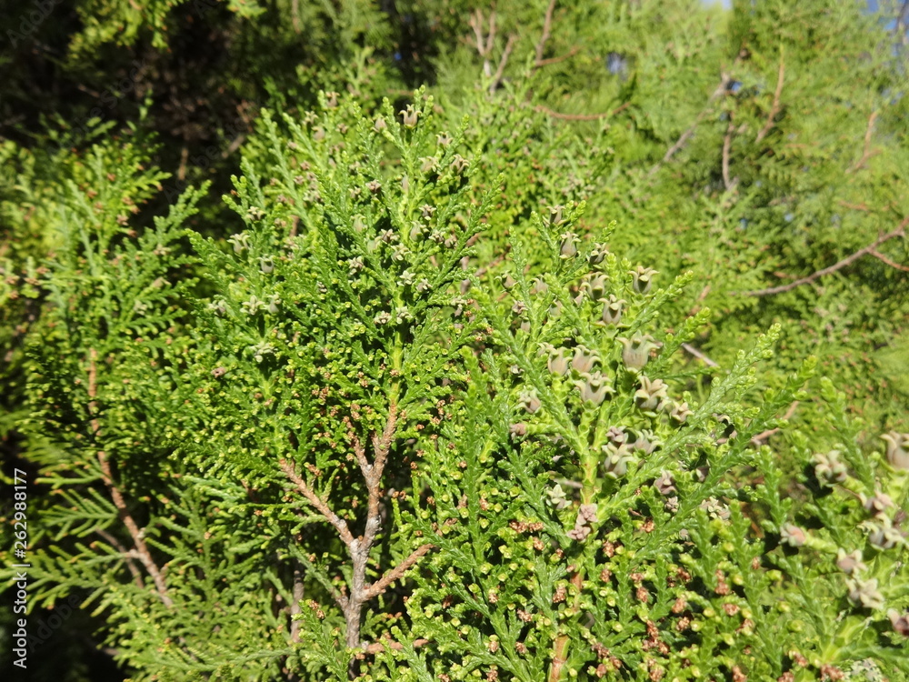 Close Up of Blooming thuja Close Up of Blooming thuja
