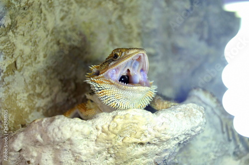 Hatchling Bearded Agama (Pogona barbata) basking lamp