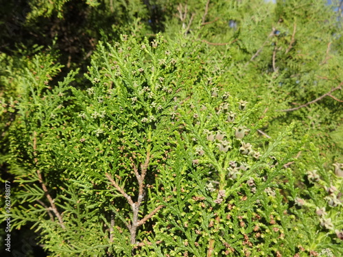 Wallpaper Mural Close Up of Blooming thuja Torontodigital.ca