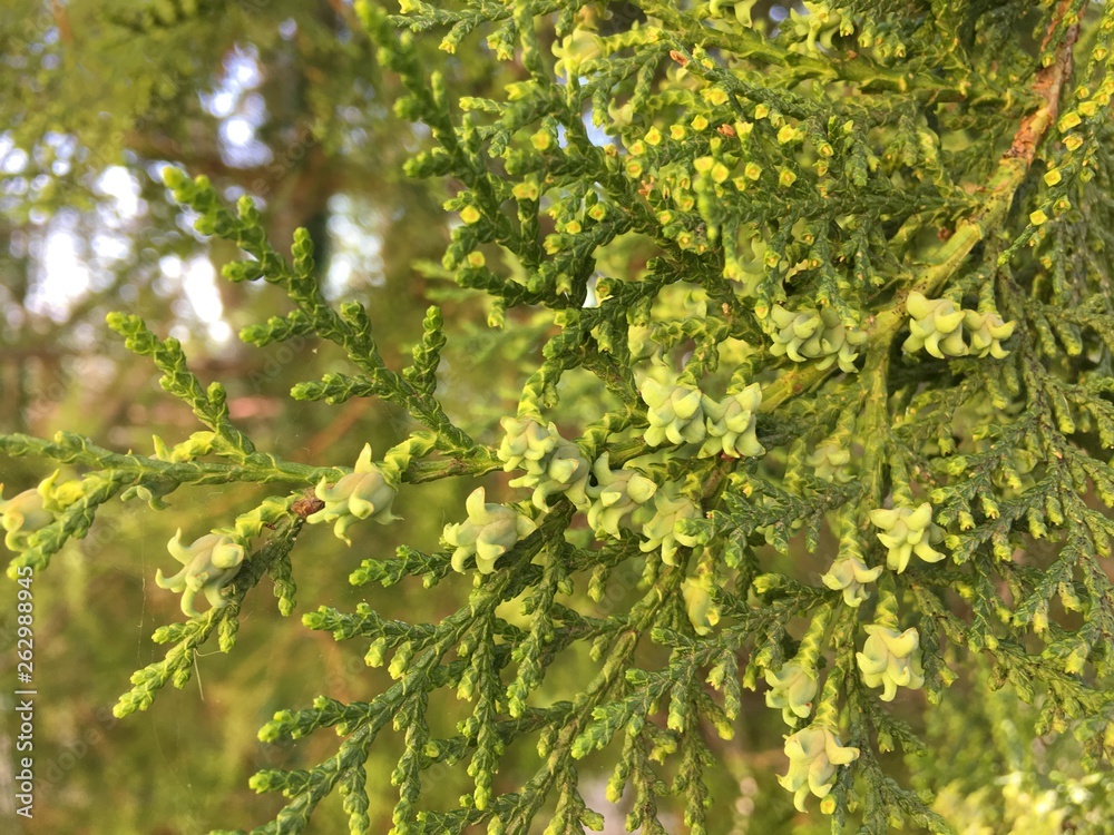 Close Up of Blooming thuja