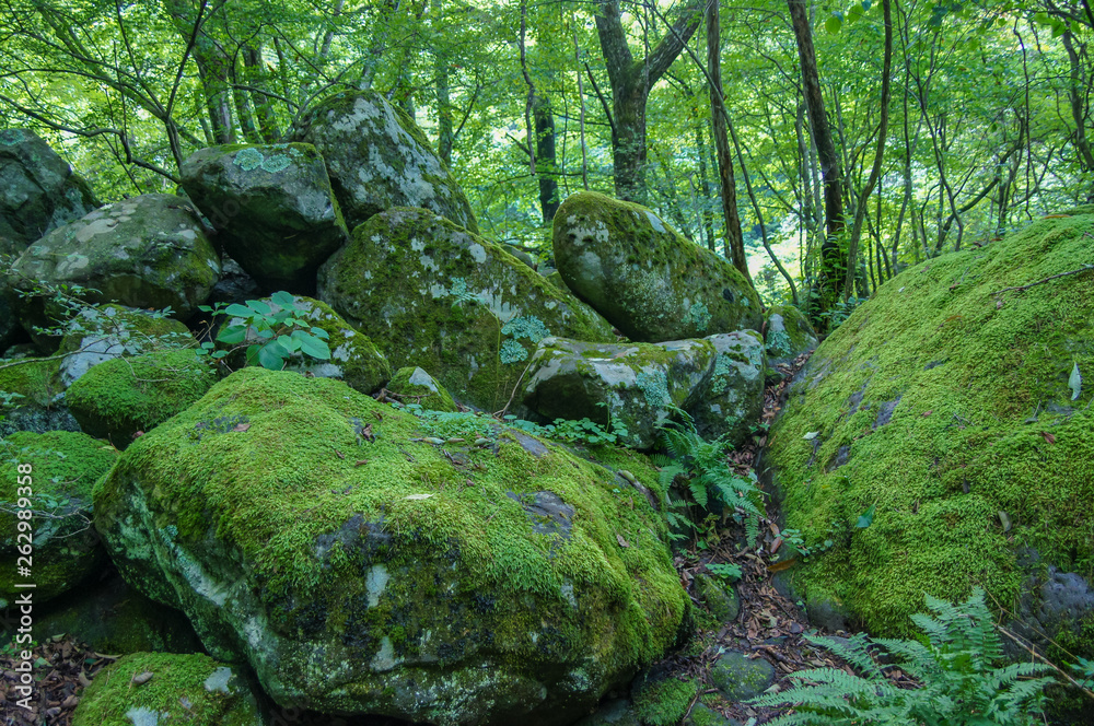苔むした岩 苔むした岩