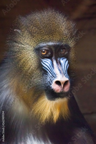 Awareness of the meaninglessness of being in the eyes. The pensive face of a madril monkey Rafiki on a dark background.