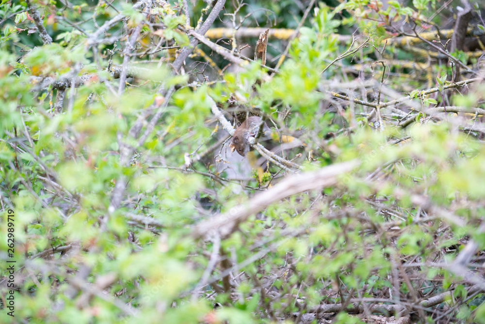 Busch Natur Maus