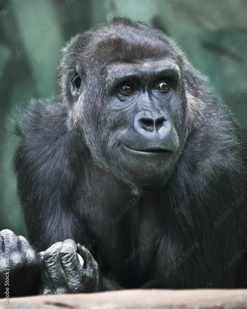 Incredulous surprise.. Portrait of a female gorilla Expressive emotions.