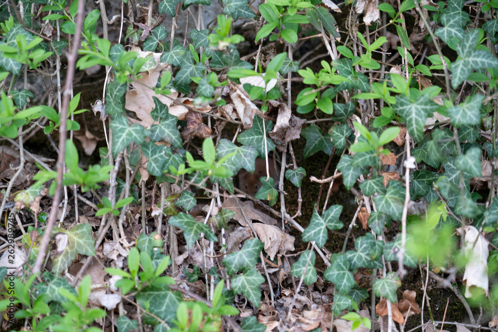 Busch Natur Maus Busch Natur Maus