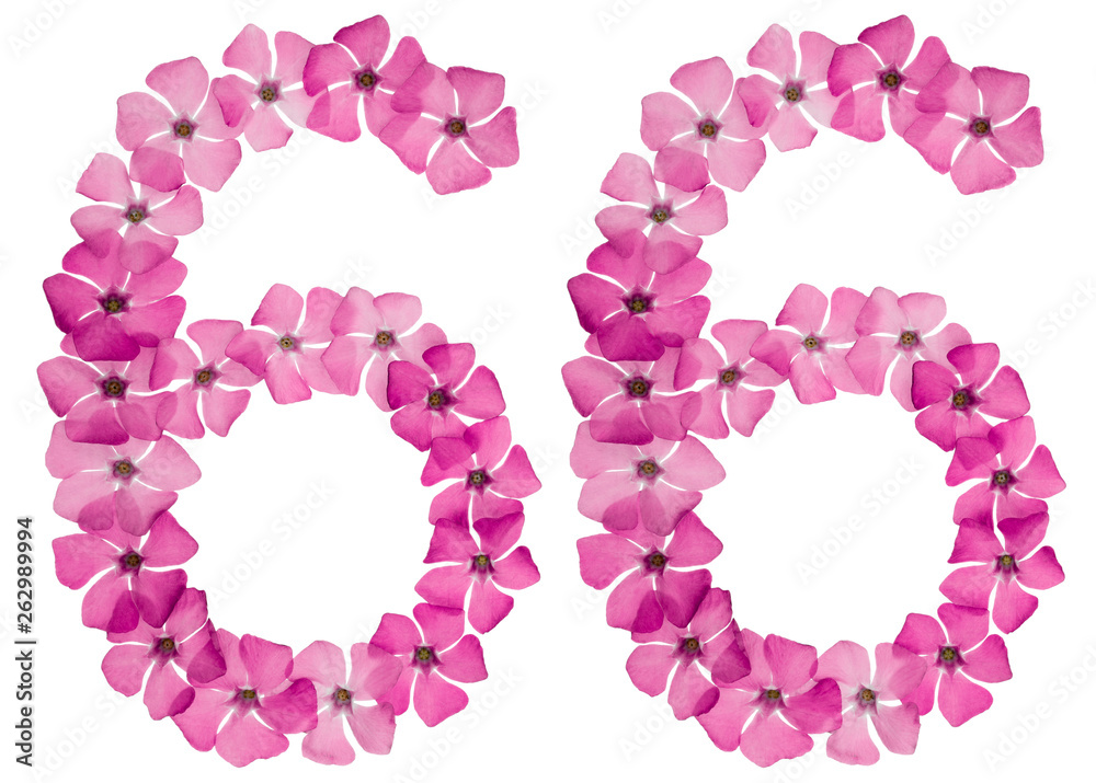 Numeral 66, sixty six, from natural pink flowers of periwinkle, isolated on white background