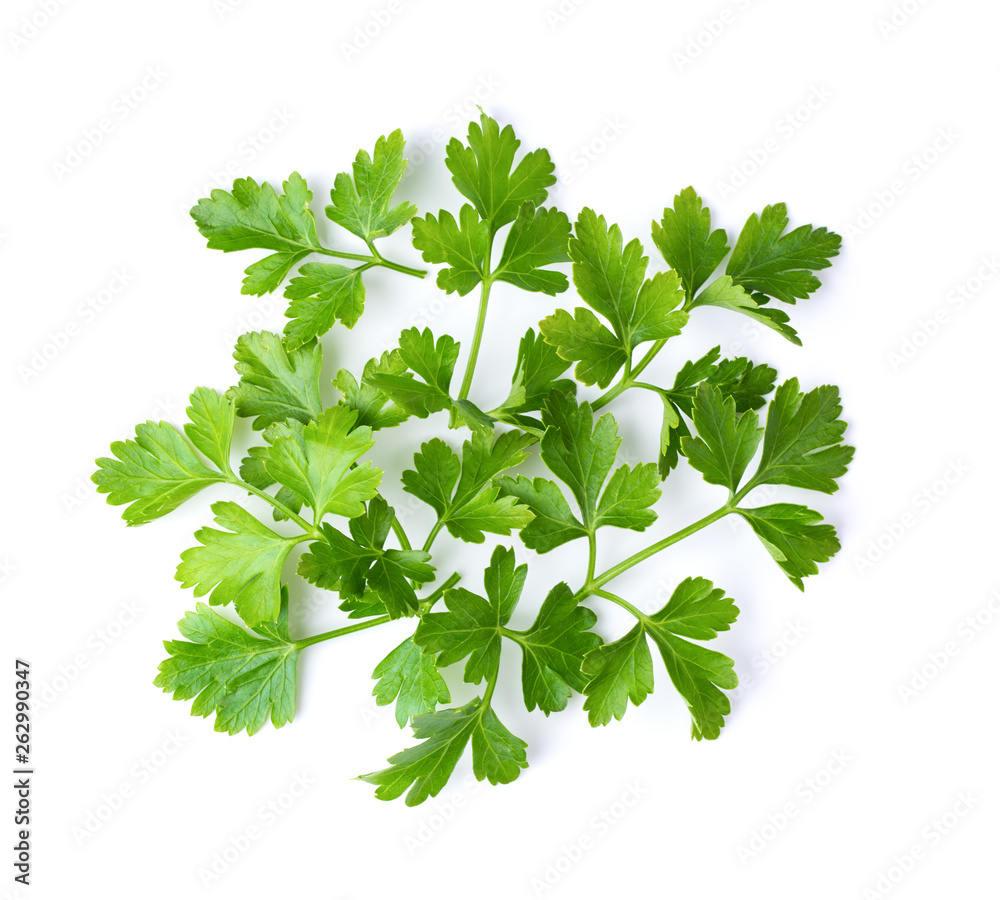 Parsley leaf isolated on a white background. top view Parsley leaf isolated on a white background. top view