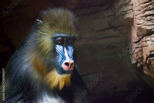 The pensive face of a madril monkey Rafiki  on a dark background. photo