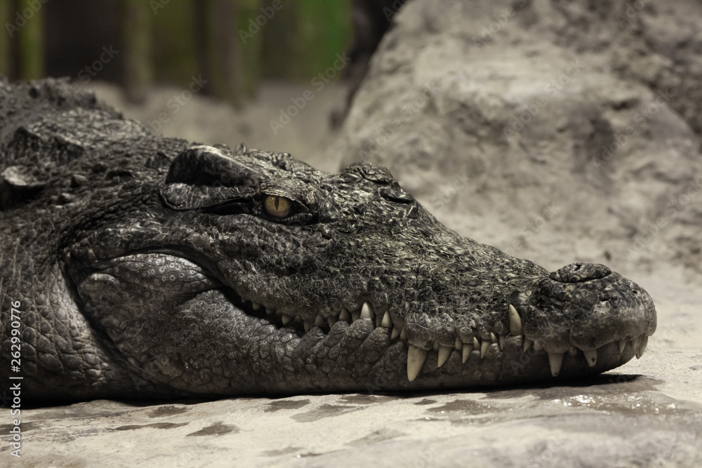 Muzzle of a crocodile lyinglose-up. The look of a reptile. Muzzle of a crocodile lyinglose-up. The look of a reptile.