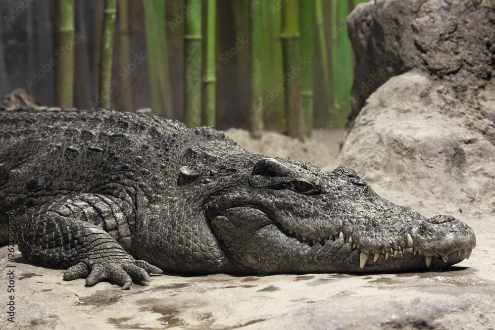 Muzzle of a crocodile lyinglose-up. The look of a reptile. Muzzle of a crocodile lyinglose-up. The look of a reptile.