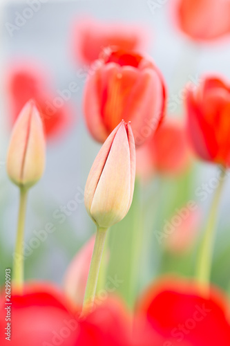 glade of red tulips