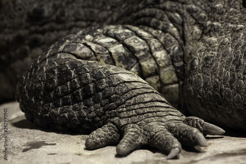 Paw of a crocodile lying onground (dragon, dinosaur) close-up.