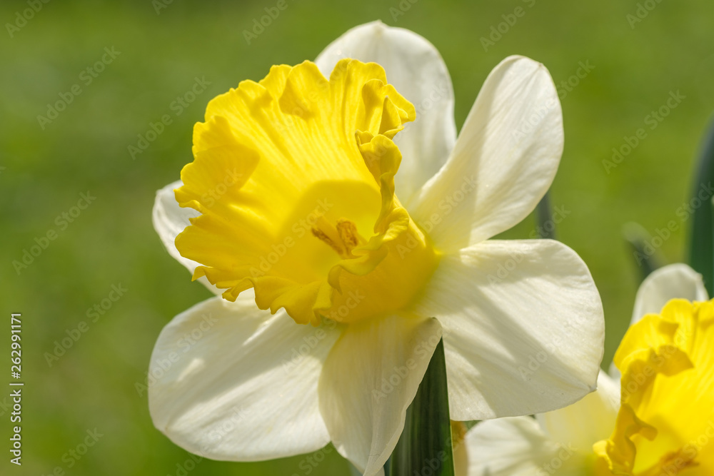 Obraz premium Gelbe Narzisse (Narcissus) im Gegenlicht